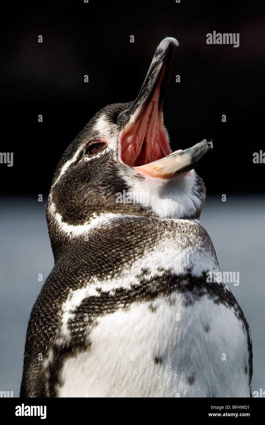 Galápagos-Pinguin (Spheniscus Mendiculus), James Island, Galapagos-Inseln, Ecuador Stockfoto