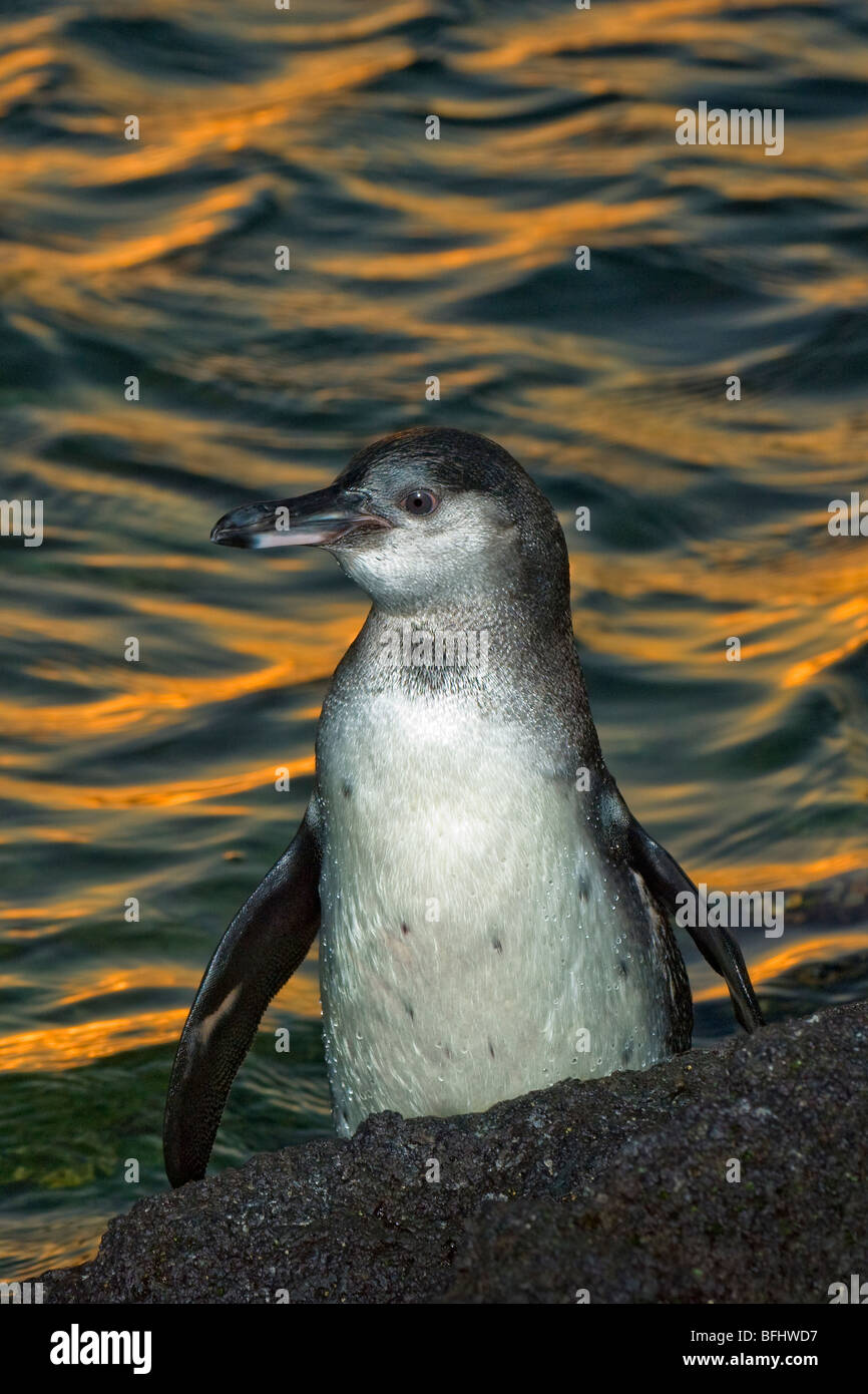 Juvenile Galápagos-Pinguin (Spheniscus Mendiculus) an Land kommen, bei Sonnenuntergang, Fernandina Insel, Galapagos-Archipel, Ecuador Stockfoto