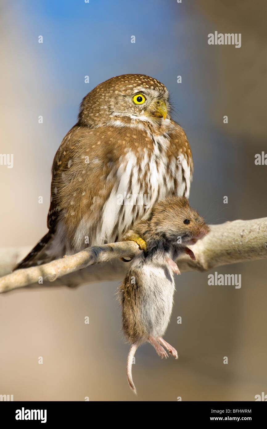 Erwachsenen nördlichen Pygmäen-Eule (Glaucidium Gnoma) mit einer Wiese Wühlmaus (Microtus Pennsylvanicus), Süd-Alberta, Kanada Stockfoto