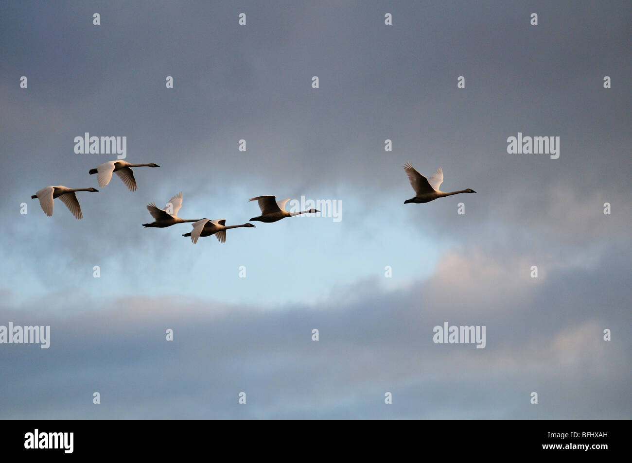 Sechs Schwäne im Flug über Cowichan Bay, BC. Stockfoto