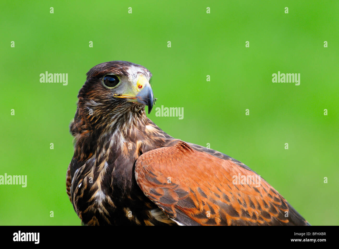 8 monate alter harris hawk Fotos und Bildmaterial in hoher Auflösung