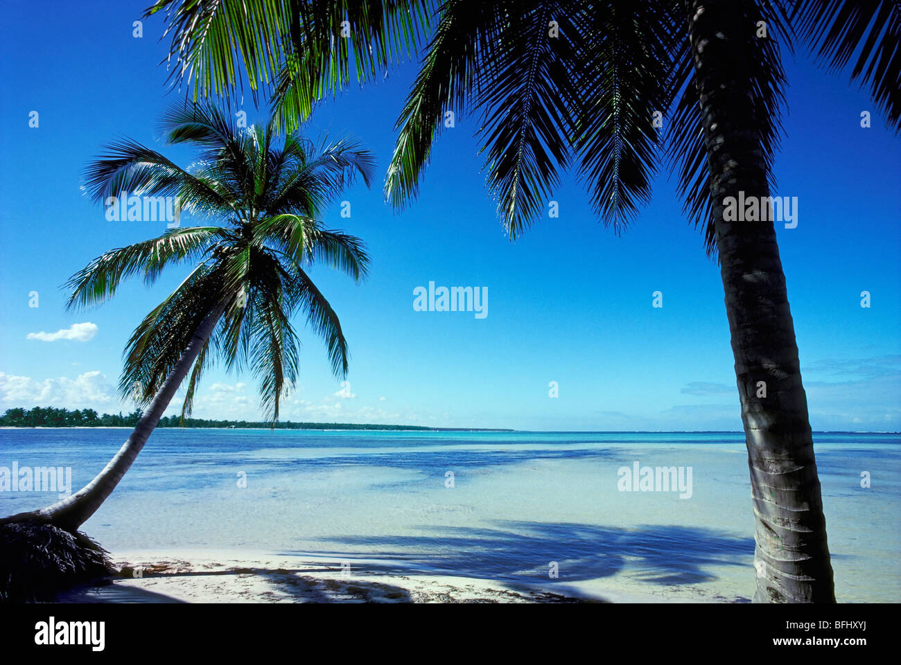 Palmen am Strand, Punta Cana, Dominikanische Republik Stockfoto