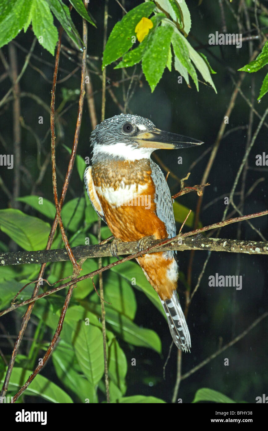 Beringter Kingfisher Stockfoto