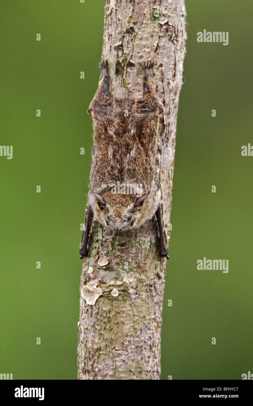 Fledermäuse, thront auf einem Ast im Amazonasgebiet Ecuadors. Stockfoto