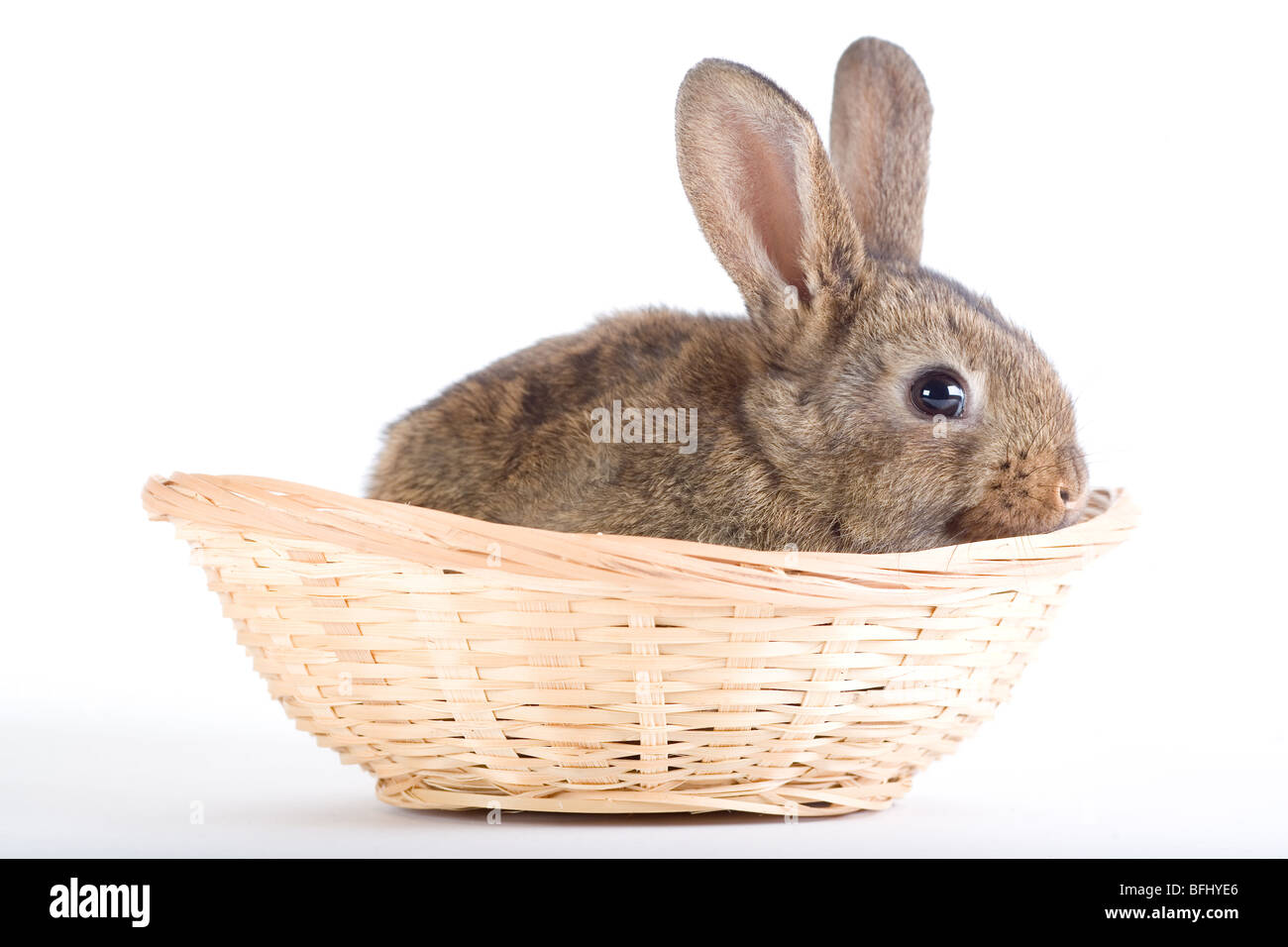Braun wei e Kaninchen In Den Korb Isoliert Auf Weiss Stockfotografie braun-wei-e-kaninchen-in-den-korb-isoliert-auf-weiss-stockfotografie