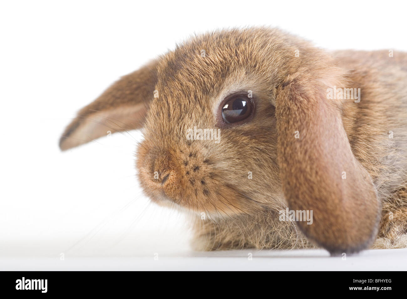braun-weiße lop Kaninchen, isoliert auf weiss Stockfoto