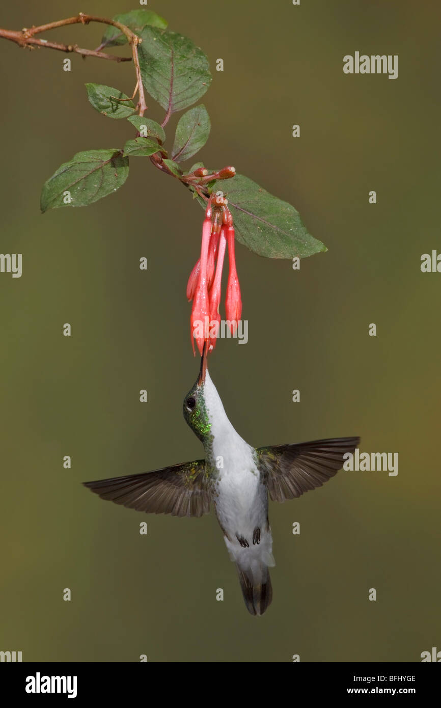 Ein Smaragd der Anden-Kolibri (Amazilia Franciae) Fütterung auf eine Blume während des Fluges in Tandayapa Tal von Ecuador. Stockfoto