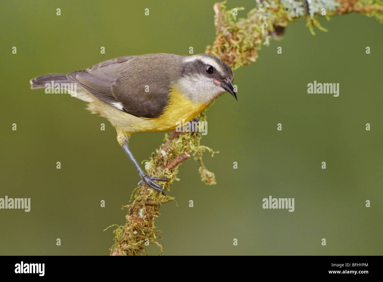 Bananaquit (Coerba Flaveola) thront auf einem Ast im Buenaventura Lodge in Südwest-Ecuador. Stockfoto