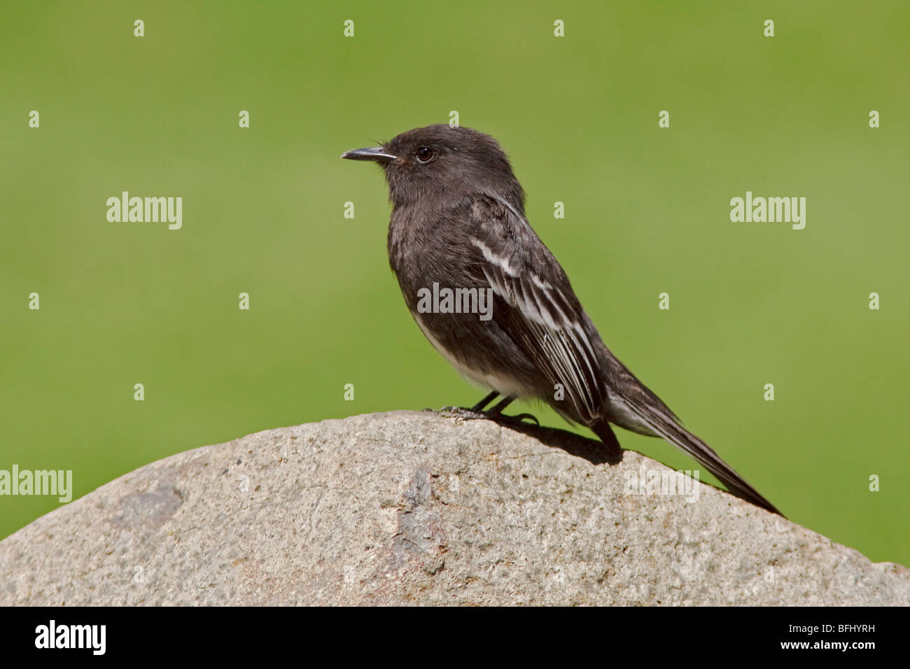 Schwarz Phoebe (Sayornis Nigricans) thront auf einem Felsen im Buenaventura Lodge in Südwest-Ecuador. Stockfoto