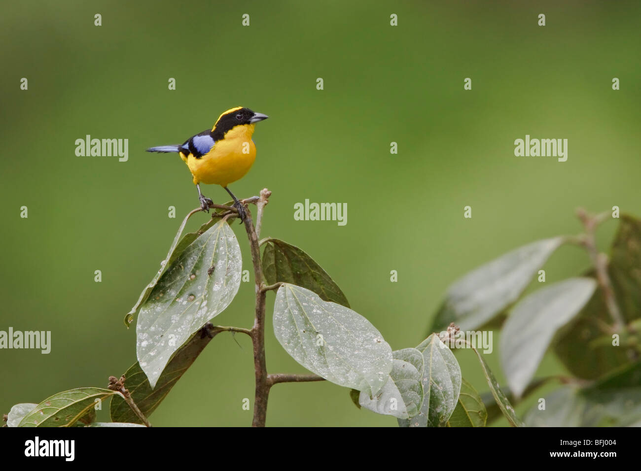 Blue-winged Berg Tanager (Anisognathus Somptuosus) thront auf einem Ast in Tandayapa Tal von Ecuador. Stockfoto