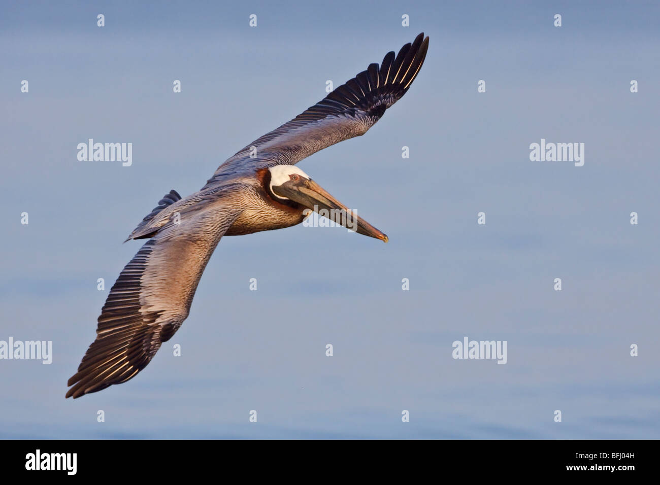 Brauner Pelikan (Pelecanus Occidentalis) auf der Suche nach Nahrung während des Fluges vor der Küste von Ecuador. Stockfoto