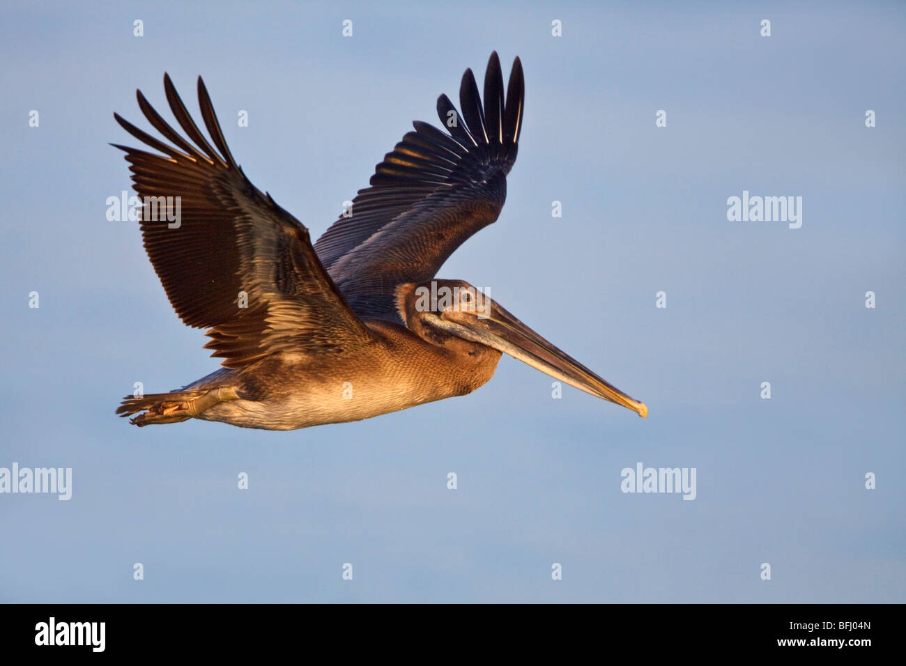 Brauner Pelikan (Pelecanus Occidentalis) auf der Suche nach Nahrung während des Fluges vor der Küste von Ecuador. Stockfoto