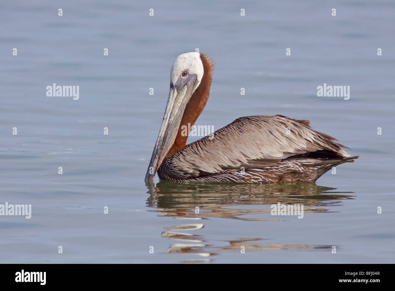 Brauner Pelikan (Pelecanus Occidentalis) schwimmen vor der Küste von Ecuador. Stockfoto