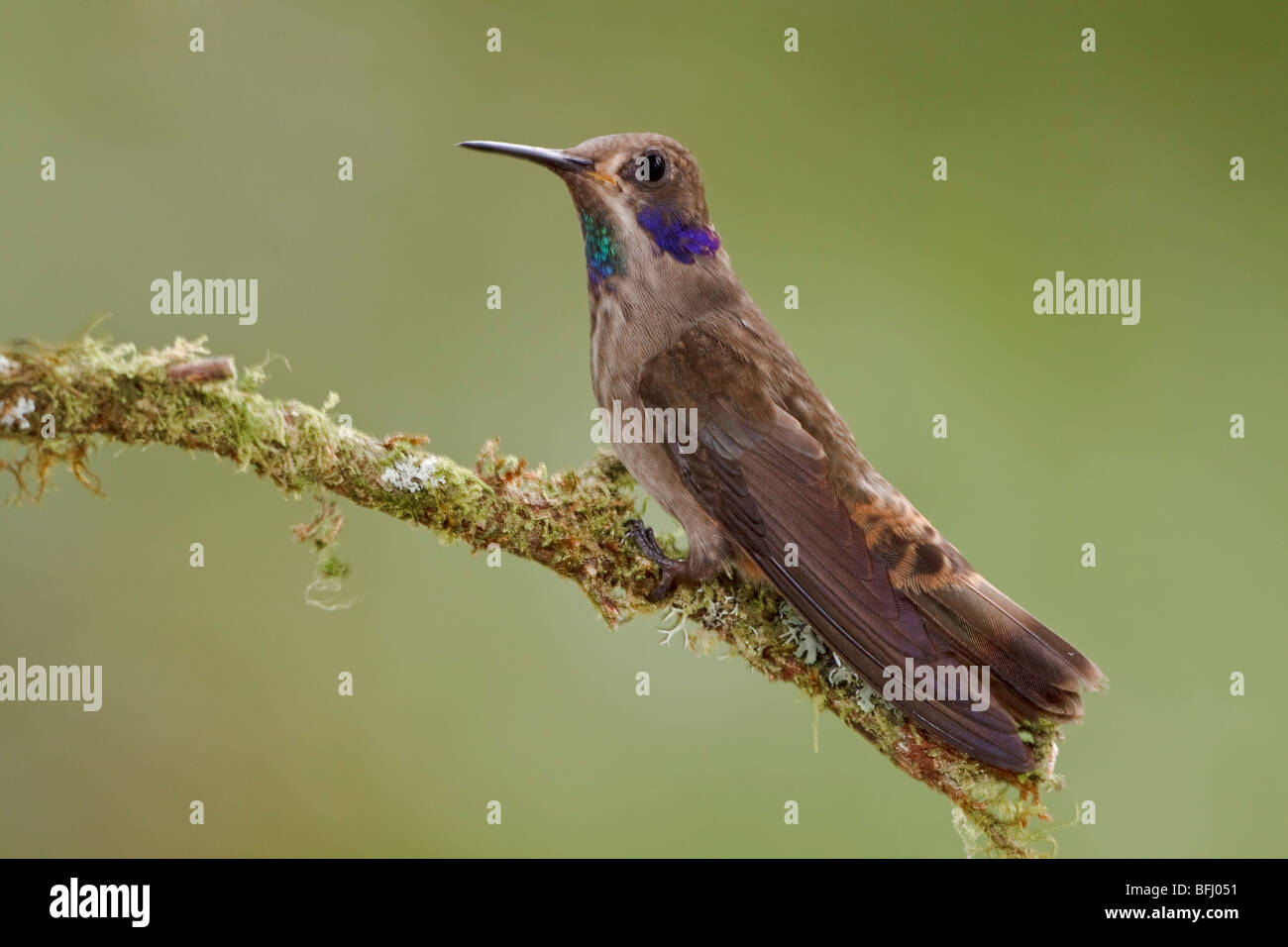 Braun Violetear Kolibri (Colibri Delphinae) thront auf einem Ast im Buenaventura Lodge in Südwest-Ecuador. Stockfoto