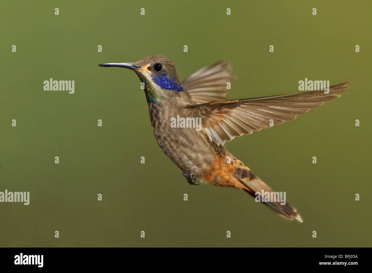 Braun Violetear Kolibri (Colibri Delphinae) Fütterung auf eine Blume während des Fluges in der Bueneventura Lodge in Südwest-Ecuador. Stockfoto