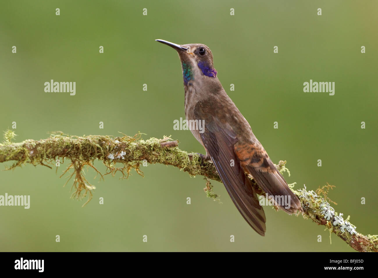 Braun Violetear Kolibri (Colibri Delphinae) thront auf einem Ast im Buenaventura Lodge in Südwest-Ecuador. Stockfoto