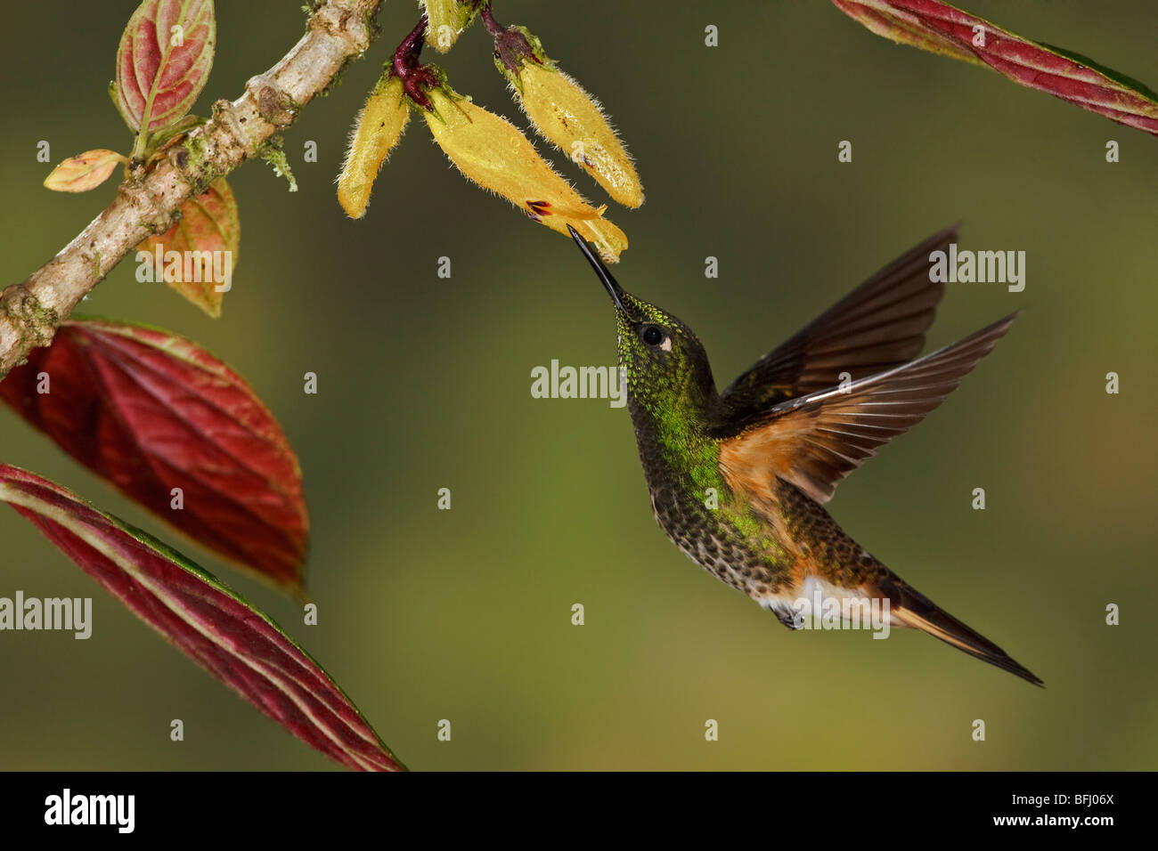 Buff-tailed Coronet (Boissonneaua Flavescens) Fütterung auf eine Blume während des Fluges in Tandayapa Tal von Ecuador. Stockfoto