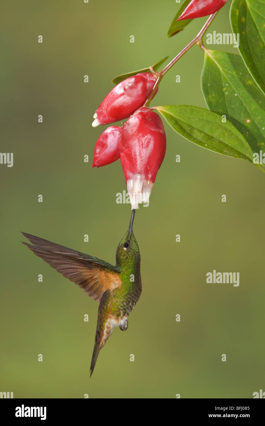 Buff-tailed Coronet (Boissonneaua Flavescens) Fütterung auf eine Blume während des Fluges bei der Reserve von Mindo Loma im Nordwesten Ecuadors. Stockfoto