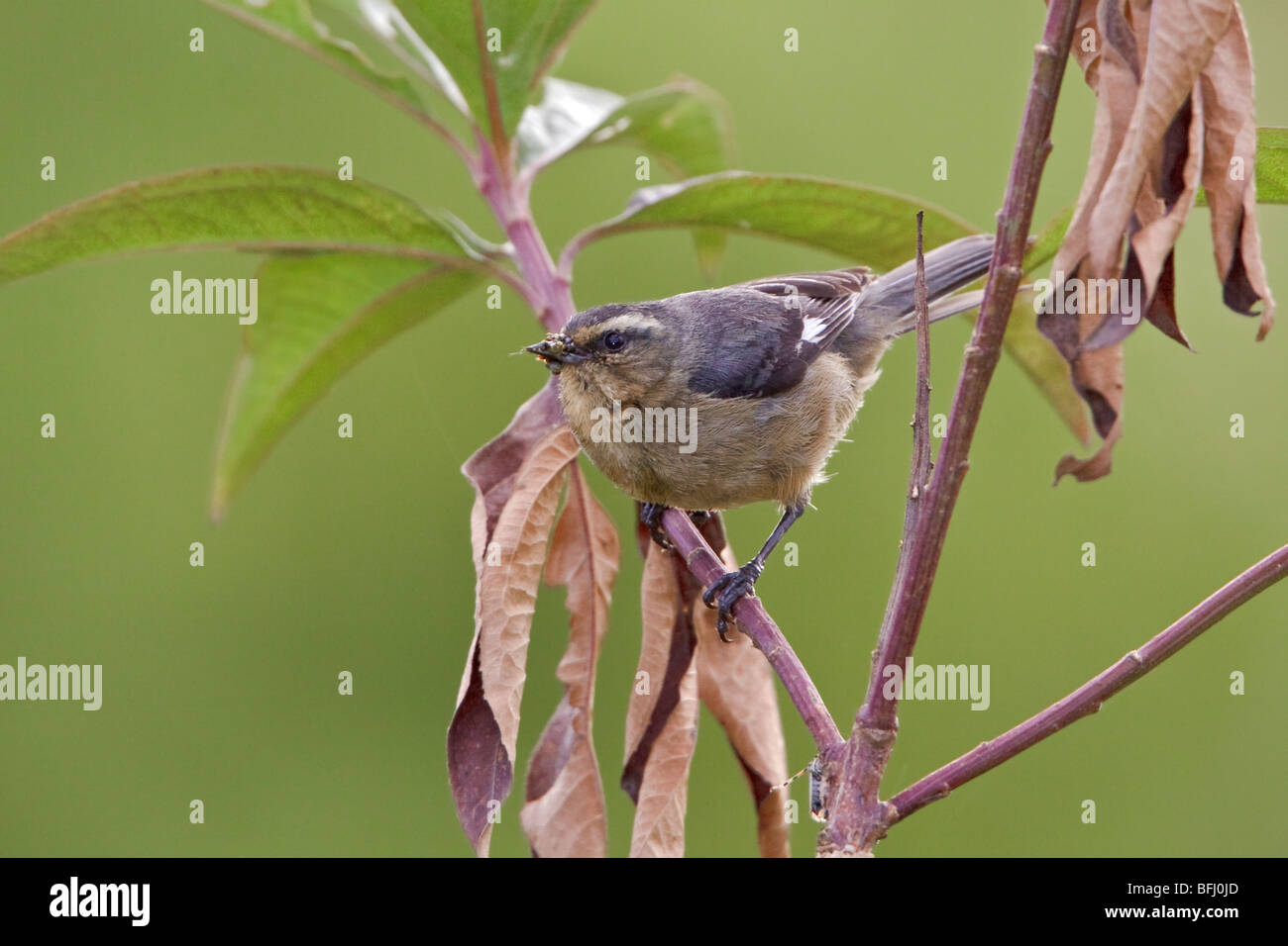 Cinerous Conebill (Conirostum Cinereum) thront auf einem Ast im Buenaventura Lodge in Südwest-Ecuador. Stockfoto