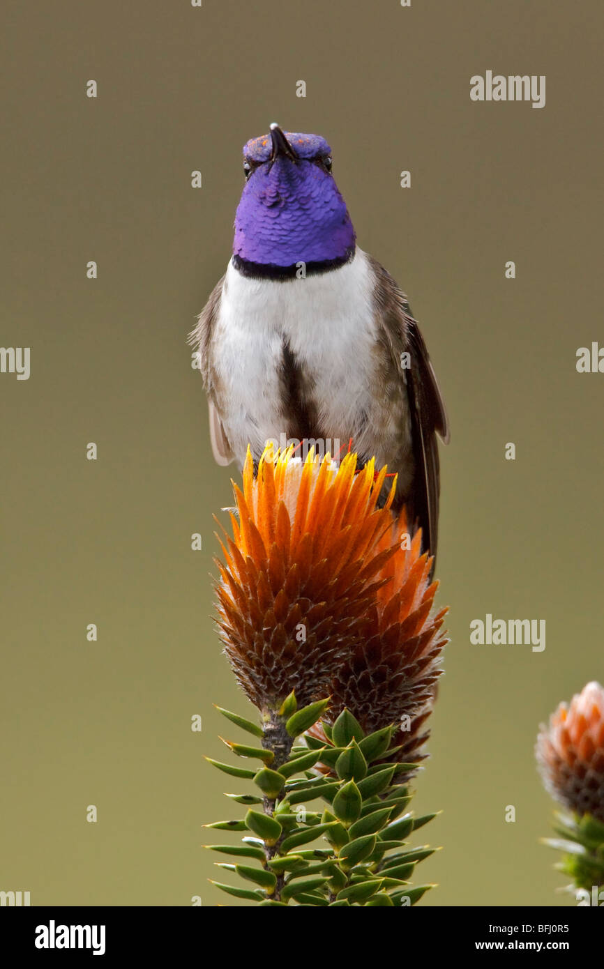 Ecuadorianische Hillstar (Oreotrochilus Chimborazo) thront auf einer blühenden Pflanze im Hochland von Ecuador Stockfoto
