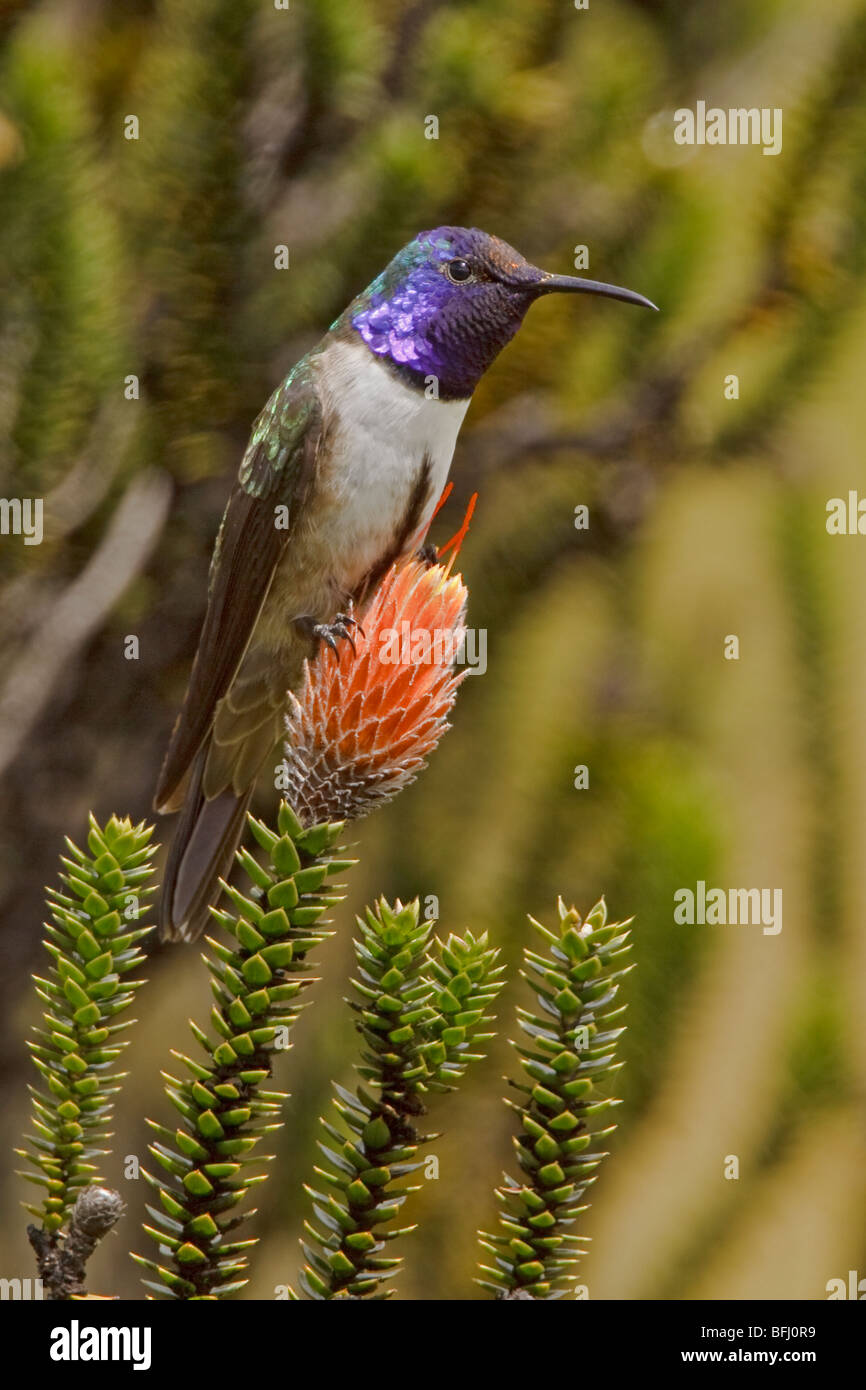 Ecuadorianische Hillstar (Oreotrochilus Chimborazo) thront auf einer blühenden Pflanze im Hochland von Ecuador Stockfoto