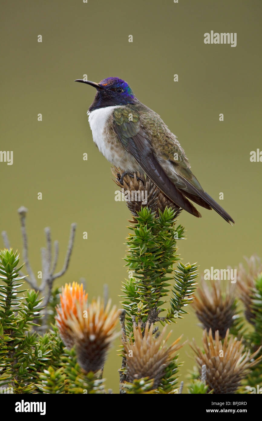 Ecuadorianische Hillstar (Oreotrochilus Chimborazo) thront auf einer blühenden Pflanze im Hochland von Ecuador Stockfoto