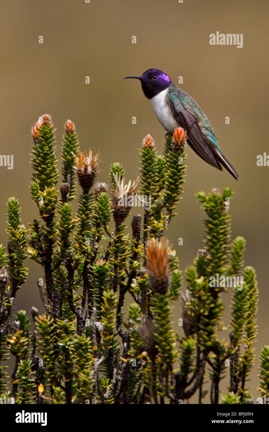 Ecuadorianische Hillstar (Oreotrochilus Chimborazo) thront auf einer blühenden Pflanze im Hochland von Ecuador Stockfoto