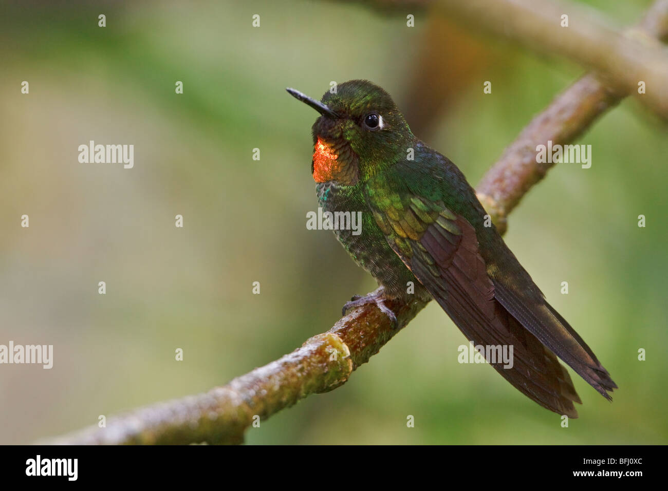 Flammethroated Sunangel (Heliangelus Micraster) thront auf einem Ast