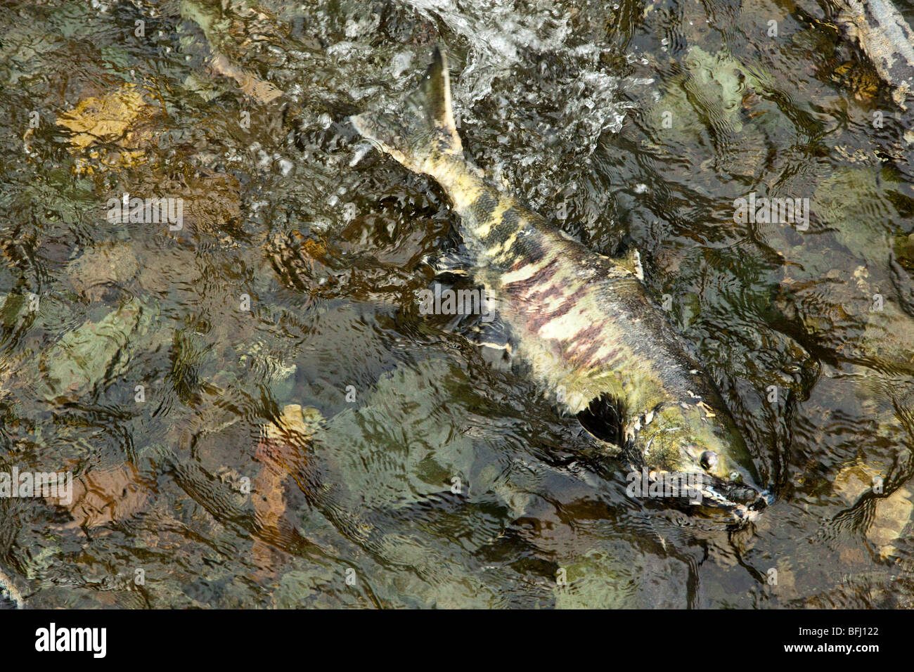 Lachs laufen im Goldstream Park. Vancouver Island, BC, Kanada Stockfoto
