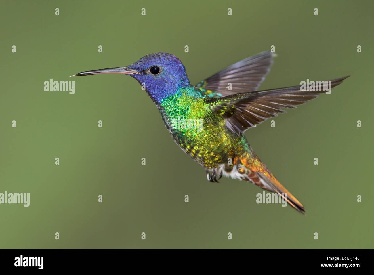 Golden-tailed Saphir (Chrysuronia Oinone) Fütterung auf eine Blume während des Fluges bei der Wildsumaco Reserve im Osten Ecuadors. Stockfoto