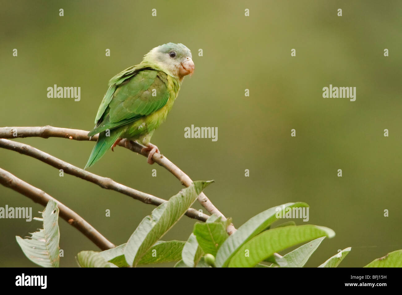 Grau-cheeked Sittich (Brotogeris Pyrrhopterus) thront auf einem Ast im Buenaventura Lodge in Südwest-Ecuador. Stockfoto