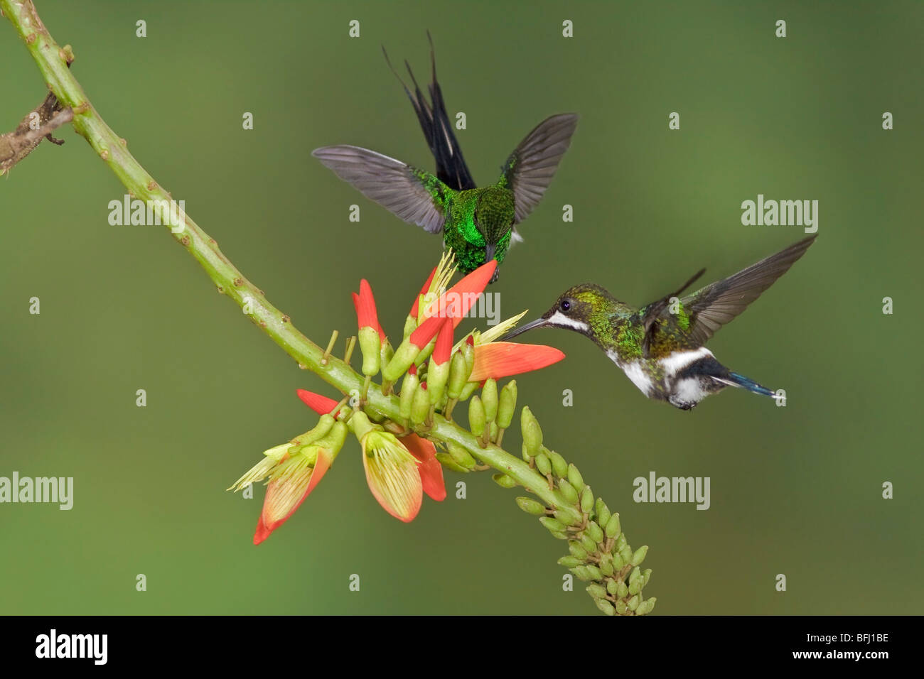 Grünes Thorntail (Popelairia Langsdorffi) Fütterung auf eine Blume während des Fluges in der Bueneventura Lodge in Südwest-Ecuador. Stockfoto