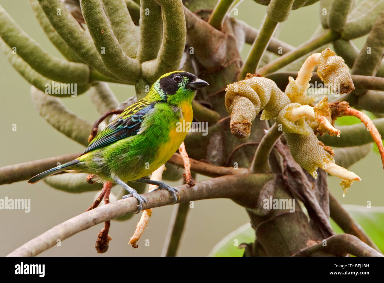 Grün und Gold Tanager (Tangara Schrankii) thront auf einem Ast in der Nähe von Podocarpus Nationalpark im Südosten Ecuadors. Stockfoto