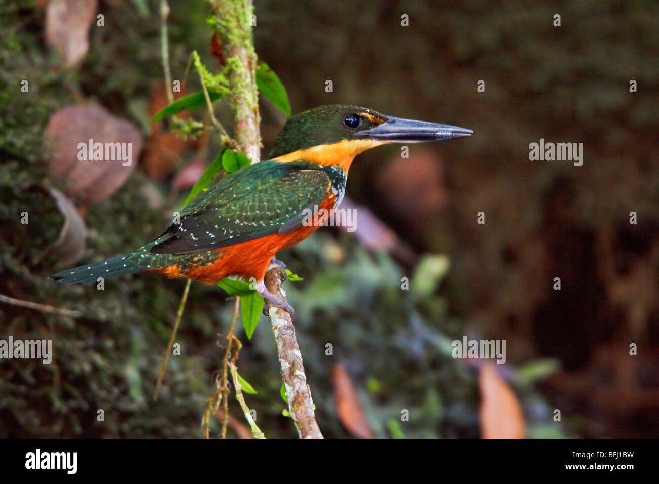 Grün und Rufous Kingfisher (Chloroceyle Inda) thront auf einem Ast in der Nähe des Flusses Napo im Amazonasgebiet Ecuadors. Stockfoto