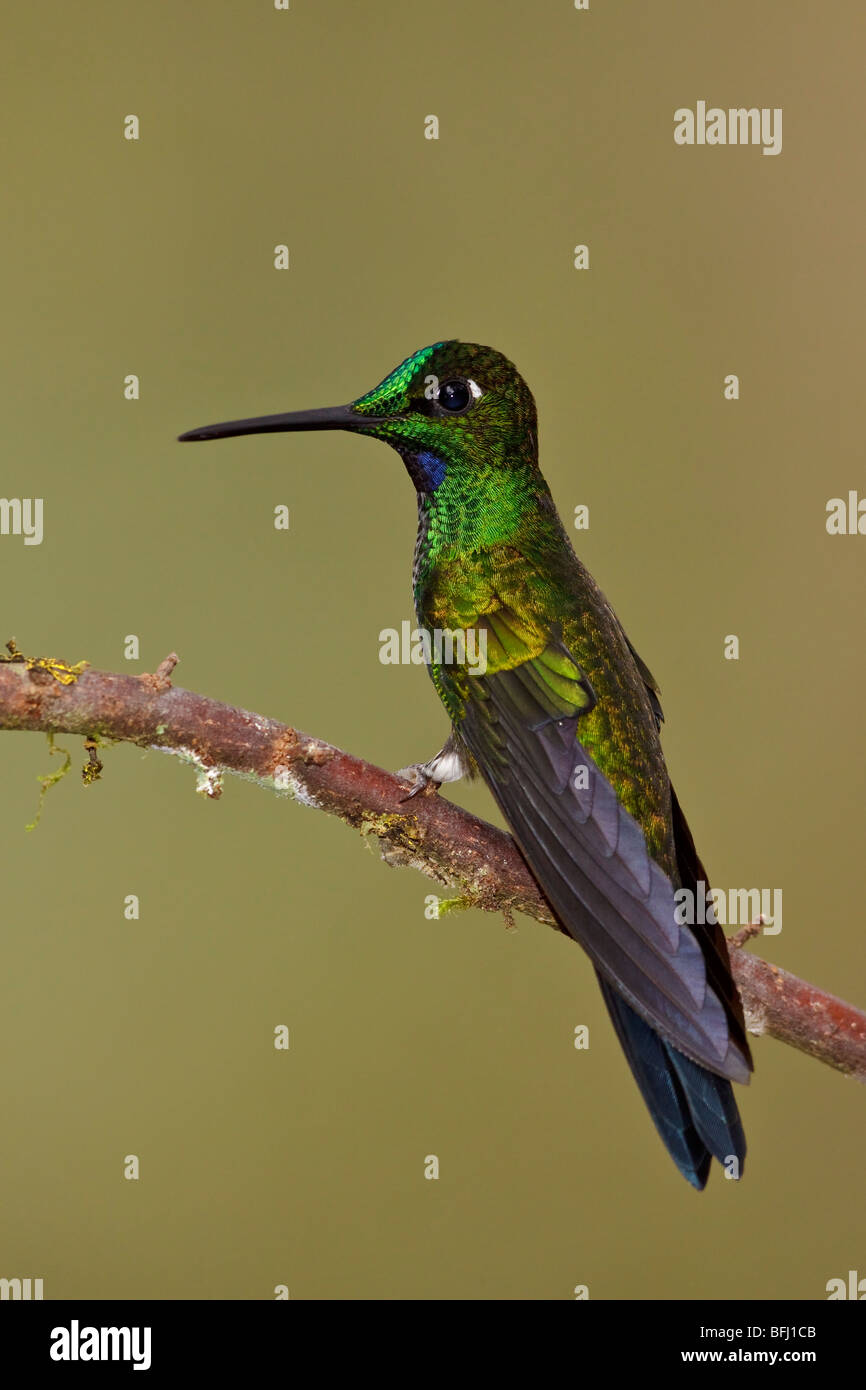 Grün-gekrönter brillant (Heliodoxa Jacula) thront auf einem Ast in Tandayapa Tal von Ecuador. Stockfoto