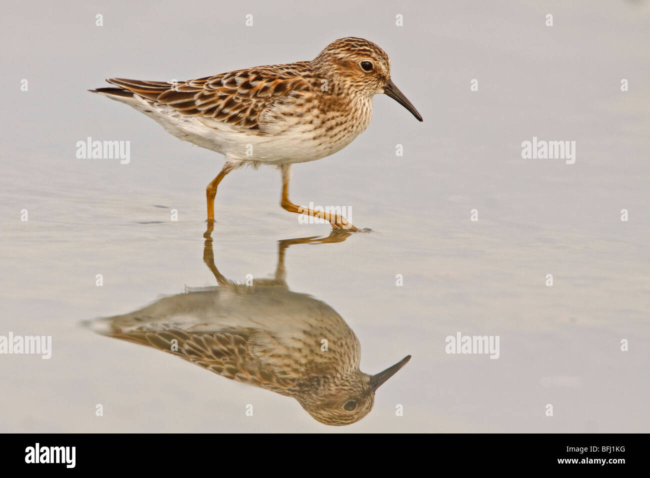 Wenigsten Strandläufer (Calidris Minutilla) Fütterung im Wattenmeer an der Küste Ecuadors. Stockfoto