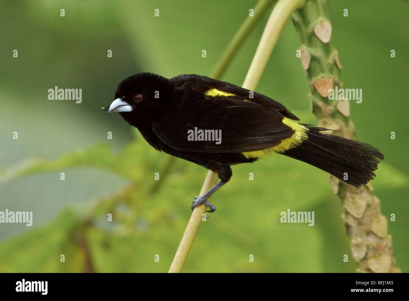 Zitrone-Psephotus Tanager (Ramphocelus Icternotus) thront auf einem Ast im Buenaventura Lodge in Südwest-Ecuador. Stockfoto