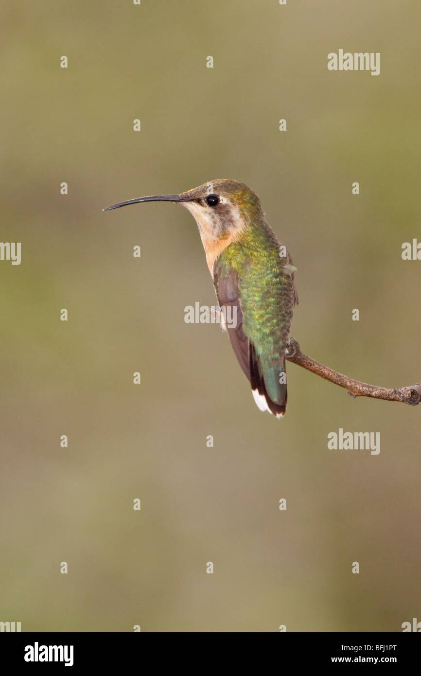 Loja Kolibri thront auf einem Ast an der Utuana-Reserve in Südwest-Ecuador. Stockfoto