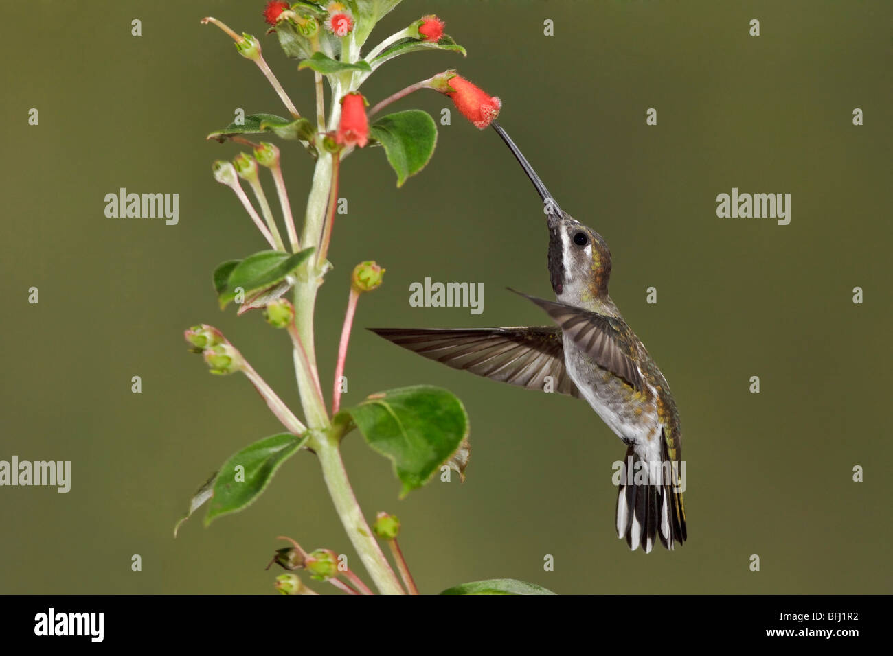 Lange-billed Starthroat (Heliomaster Longirostris) Fütterung auf eine Blume während des Fluges in der Bueneventura Lodge in Südwest-Ecuador. Stockfoto