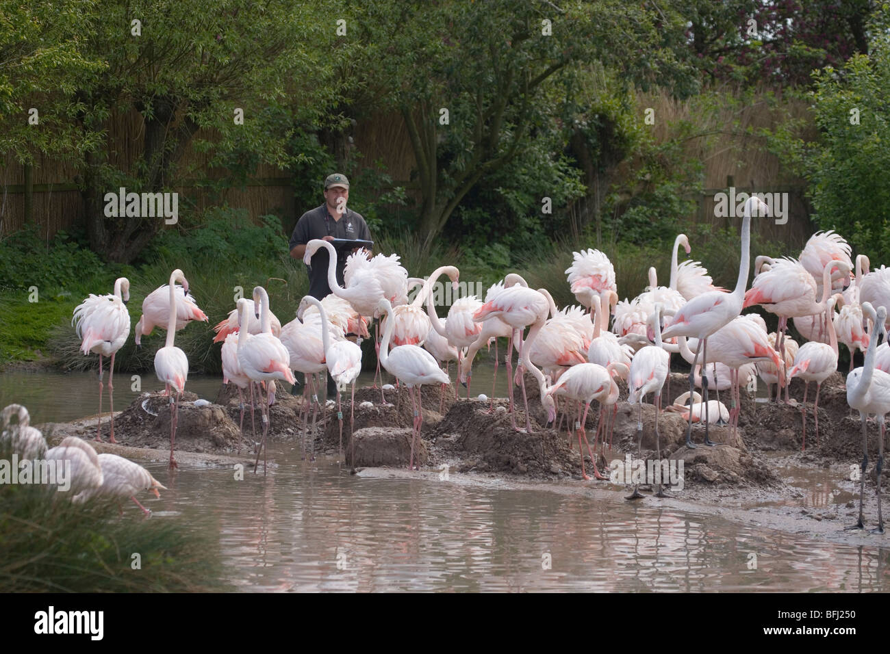 Rosaflamingos (Phoenicopterus Ruber). Forscher unter Zucht Kolonie Wildfowl and Wetlands Trust, Slimbridge, Gloucester Stockfoto