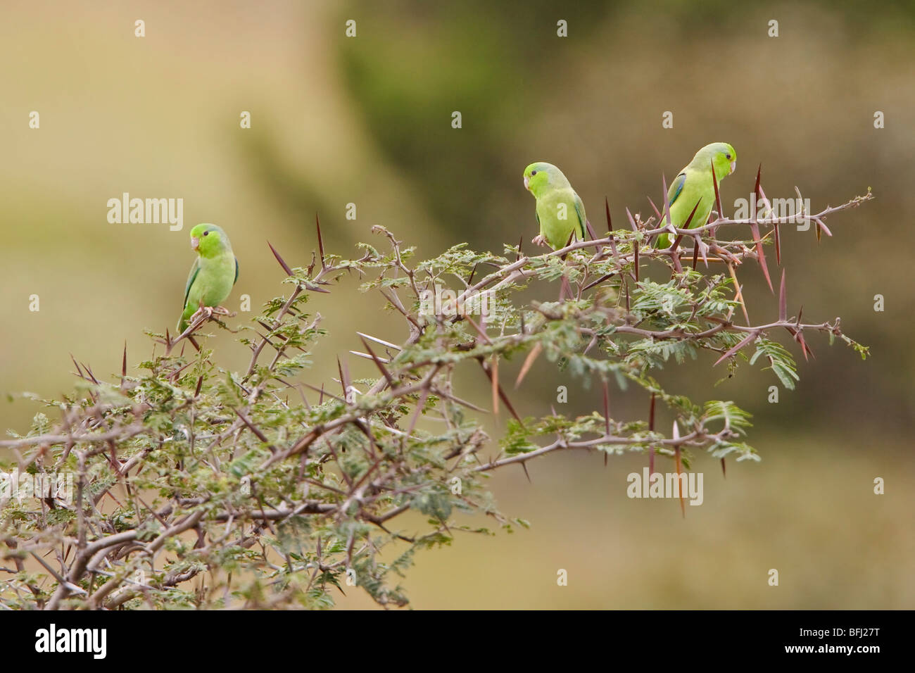 Eine Gruppe von 3 reserve Pacific Parotlets (Forpus Coelestis) thront auf einem Ast an der Utuana im Südwesten Ecuador. Stockfoto