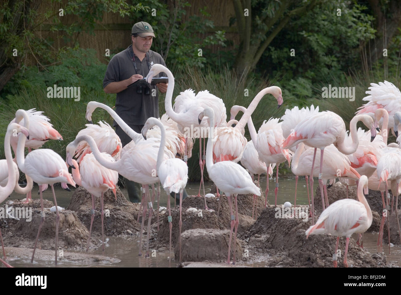 Rosaflamingos (Phoenicopterus Ruber). Rearcher unter Brutkolonie, Federwild und Feuchtgebiete Trust, Slimbridge, Glos. Stockfoto