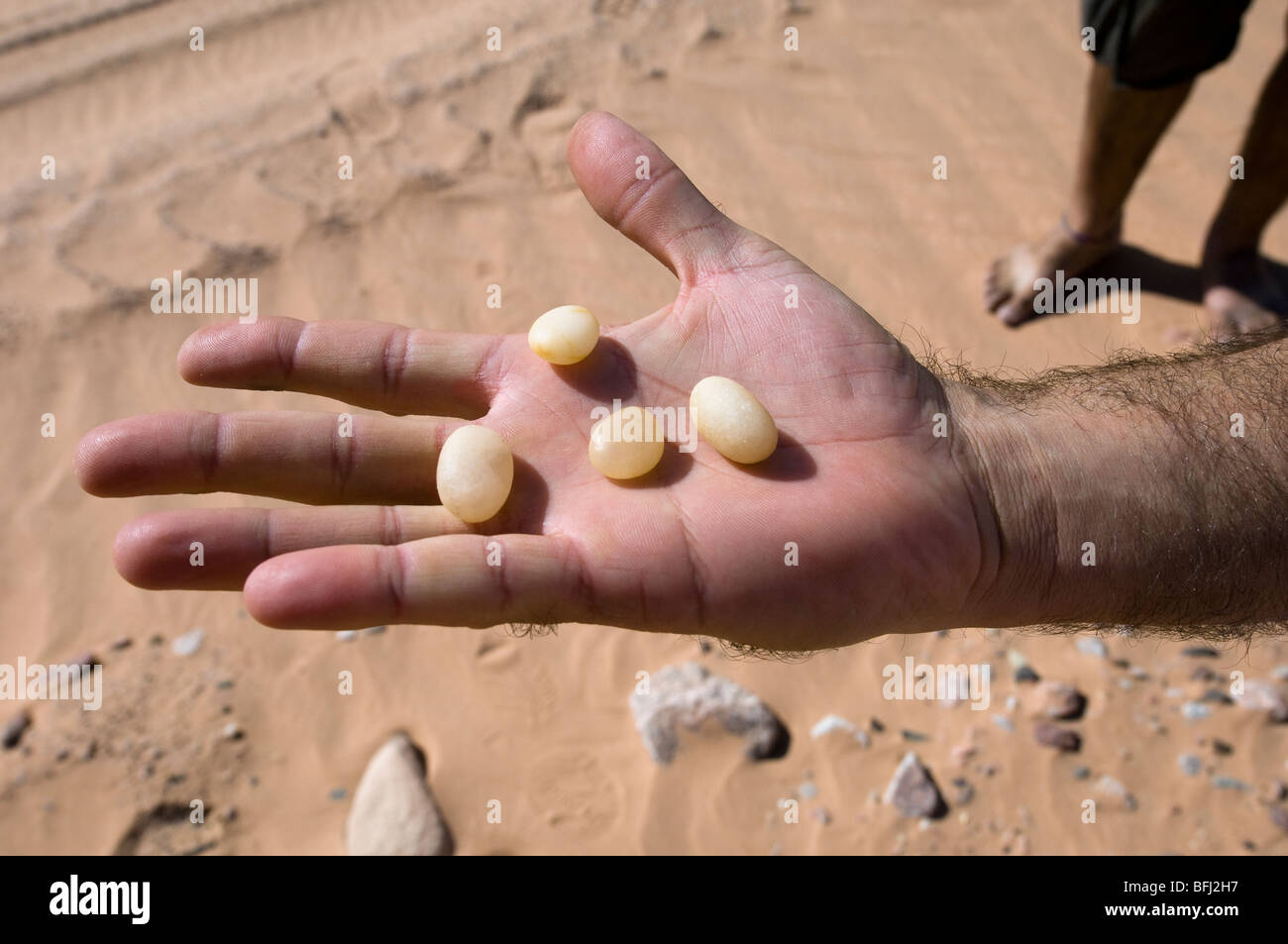 Natürlichen Welt der Wüste in Jordanien Stockfoto