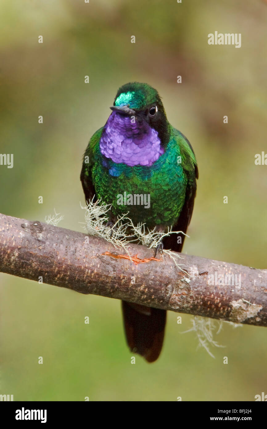 Lila-throated Sunangel (Heliangelus Viola) thront auf einem Ast an der Utuana-Reserve in Südwest-Ecuador. Stockfoto