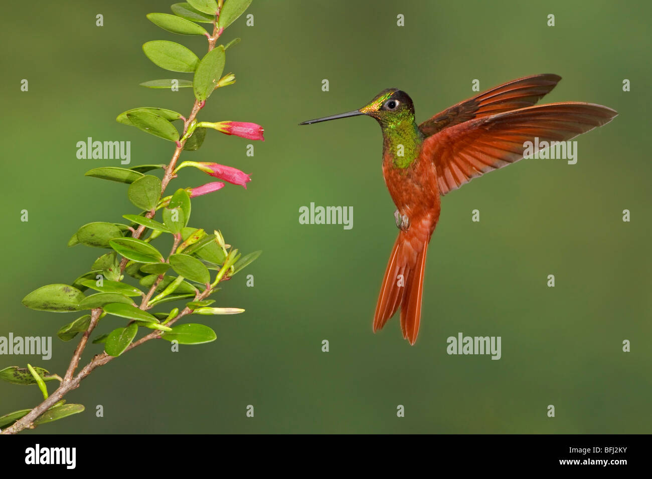 Fütterung auf eine Blume während des Fluges bei der Utuana Reserve in Südwest-Ecuador. Stockfoto