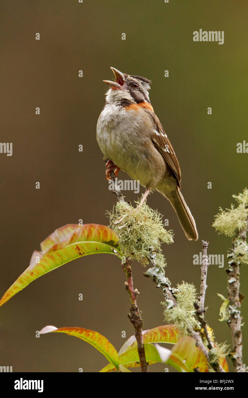 Rufous-Kragen Sparrow (Zonotrichia Capensis) thront auf einem Ast an der Tapichalaca-Reserve im Südosten Ecuadors. Stockfoto