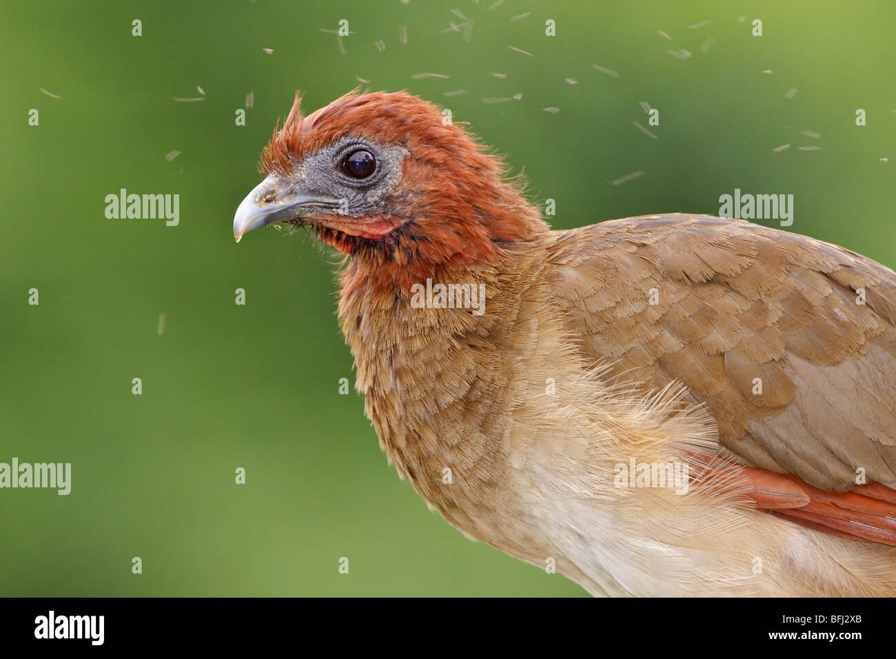 Rufous-headed Chachalaca (Ortalis Erythroptera) thront auf einem Ast im Buenaventura Lodge in Südwest-Ecuador. Stockfoto