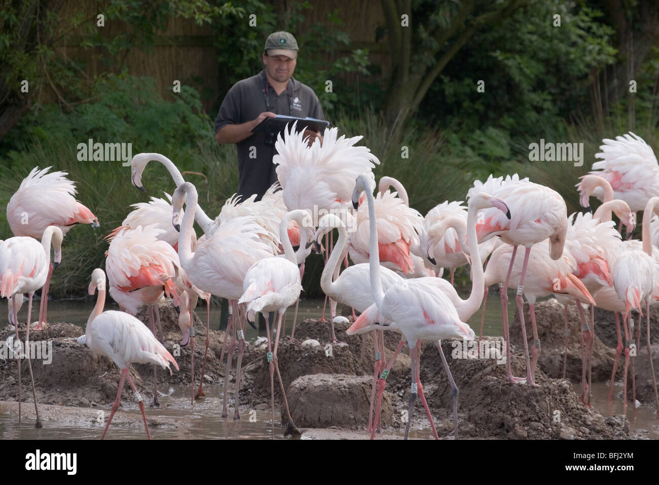 Rosaflamingos (Phoenicopterus Ruber Ruber). Forscher unter Brutkolonie, Federwild und Feuchtgebiete Trust, Slimbridge. Stockfoto