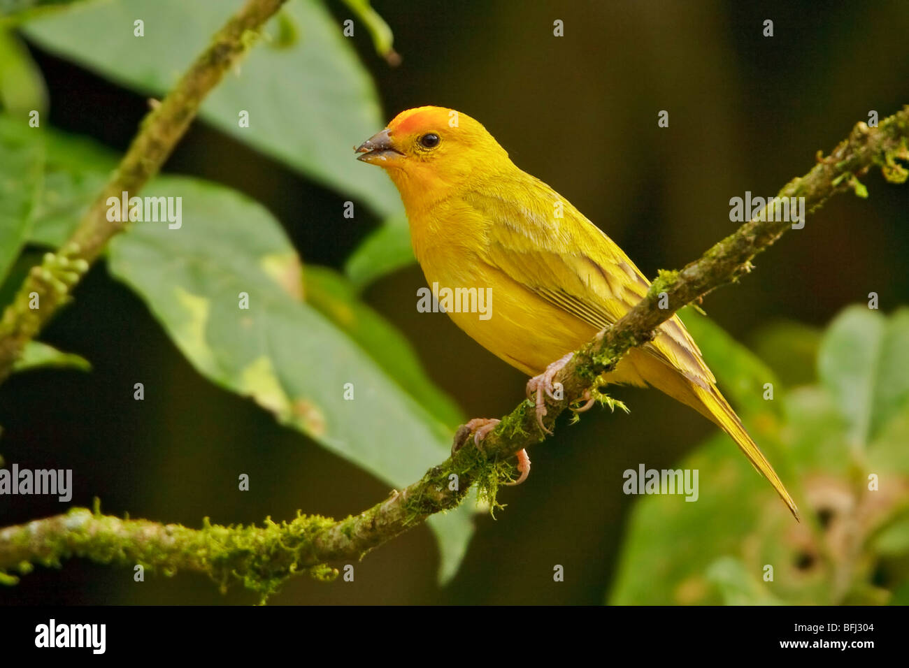 Safron Finch (Sicalis Flaveola) thront auf einem Ast im Buenaventura Lodge in Südwest-Ecuador. Stockfoto