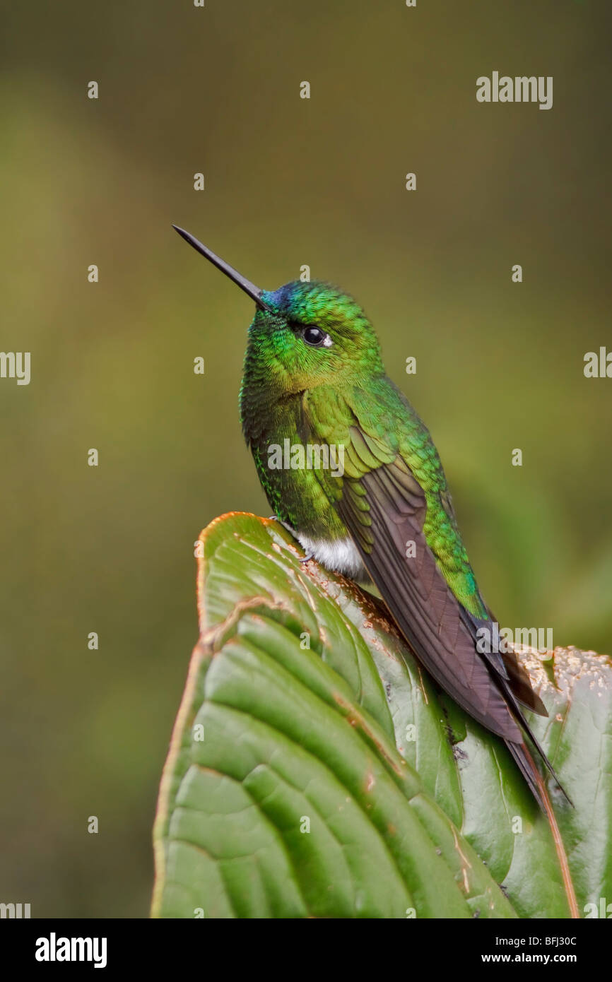 Saphire ventilierte Puffleg (Eriocnemis Luciani) thront auf einem Ast an der Yanacocha Reserve in der Nähe von Quito, Ecuador. Stockfoto